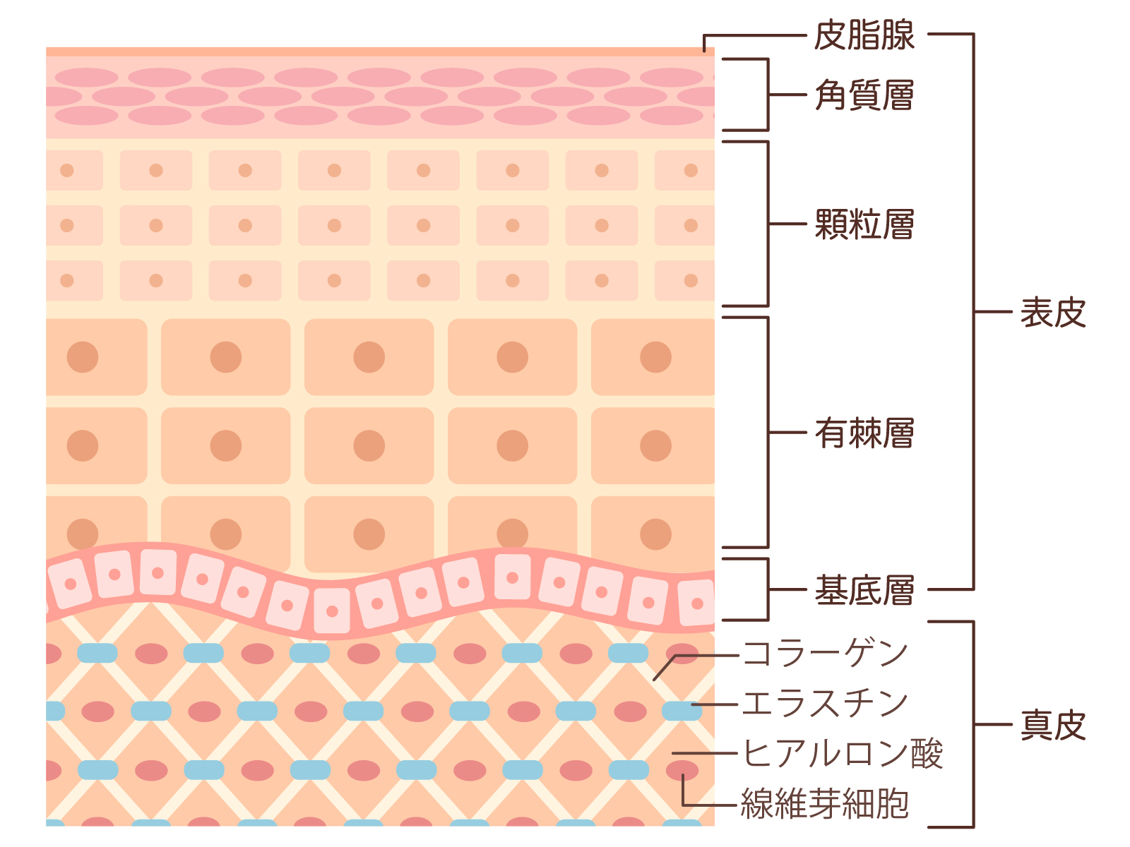 真皮と表皮