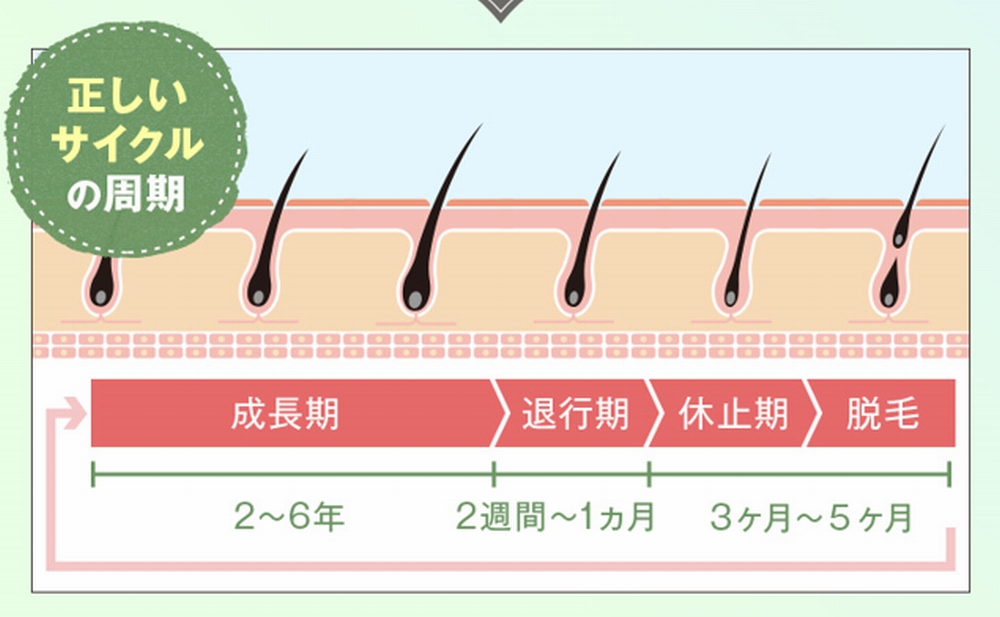 ヘアサイクル
